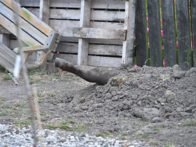 One of the pony's legs pokes out of the grave in the backyard of a Sydney St property. Photo...