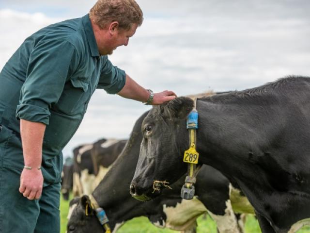 Jason Brock with a favourite cow