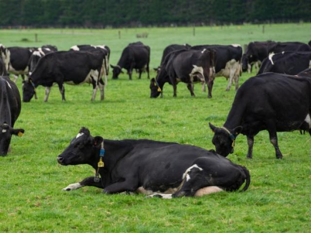 Happy herd at the Brock farm