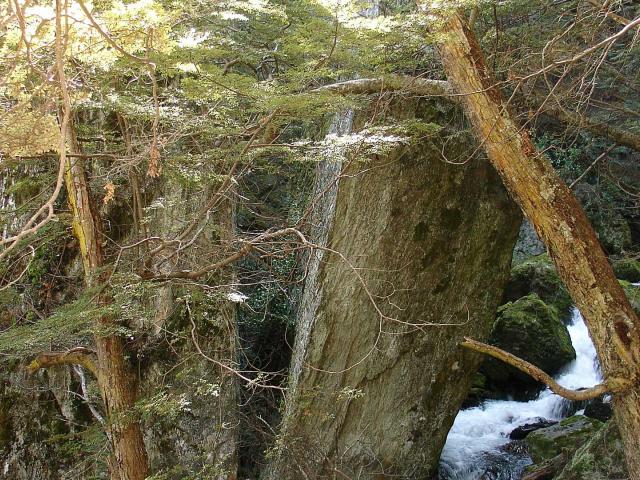 The Wye Creek track. Photo: DOC