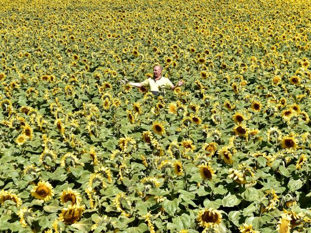 Rosedale Farm site manager Sean O’Dowda, of Oamaru, in a field of sunflowers near Weston. PHOTO:...