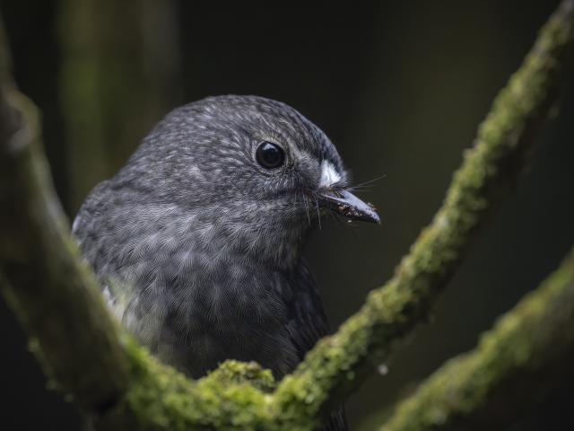 Wildlife adult, Toutouwai in repose. PHOTO: OSCAR THOMAS 