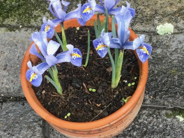 Stop and admire signs of spring, like reticulata irises. PHOTOS: GILLIAN VINE