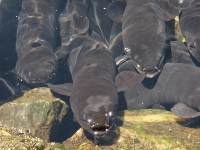 Longfin eels at a feeding spot near Takaka.