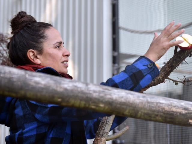 Dunedin Botanic Garden aviary curator Alisha Sherriff feeds the birds in the aviary last week....