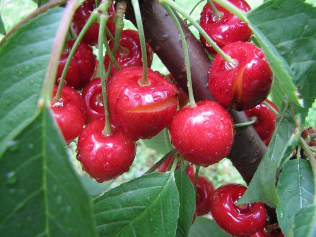 Cherries split due to recent rain. PHOTO: COLIN WILLISCROFT
