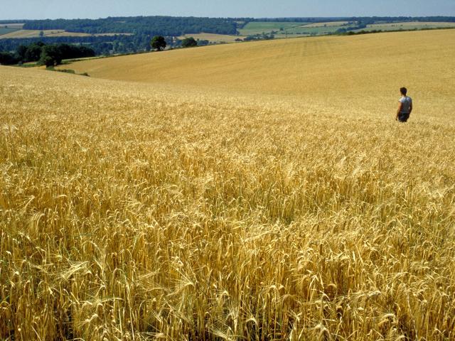 Temperatures in the 30’s and 42 days without rain in November and December took its toll on grain...