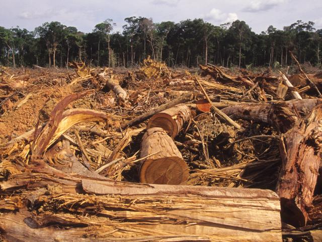 "Significant amounts" of viscose come from endangered forests in Brazil, Canada and Indonesia —...