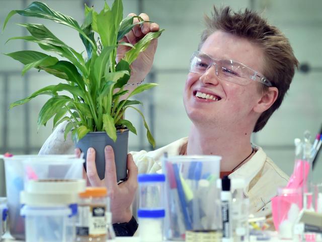 University of Otago master’s student Liam Hewson holding a plant in the Mellor Labs yesterday....