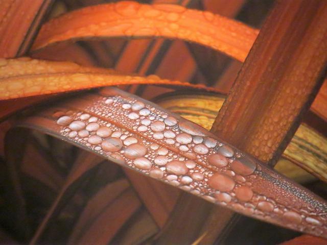 Raindrops, by Mabel Tennent.