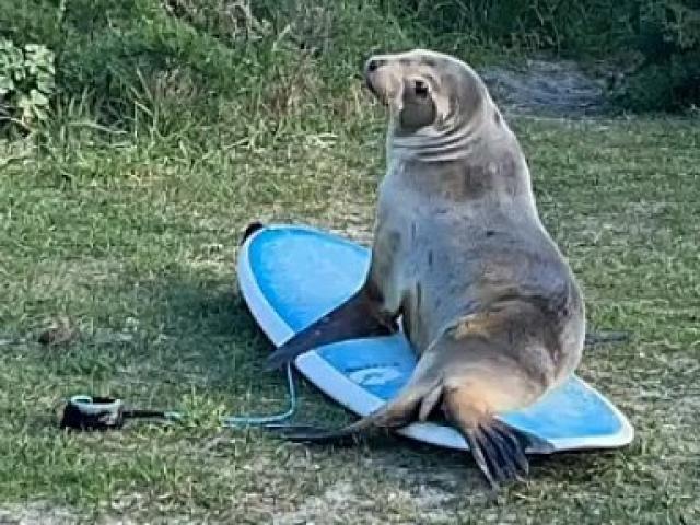 A sea lion (above and below) enjoys trying out a surfboard near St Clair Beach on Friday. PHOTO:...