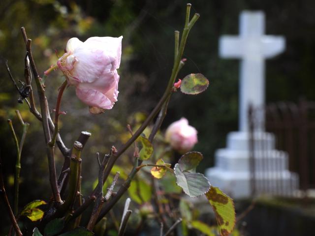 Dunedin is well-served with cemeteries and the Northern and Southern cemeteries are the resting...