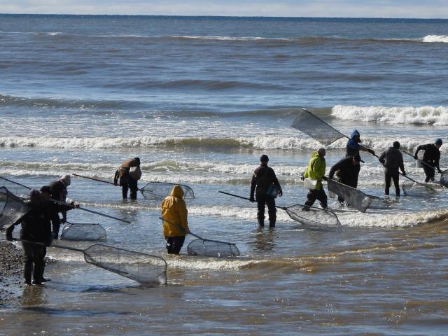 Keen Kakanui River whitebaiters line up at the mouth yesterday. PHOTO: BRENDON MCMAHON