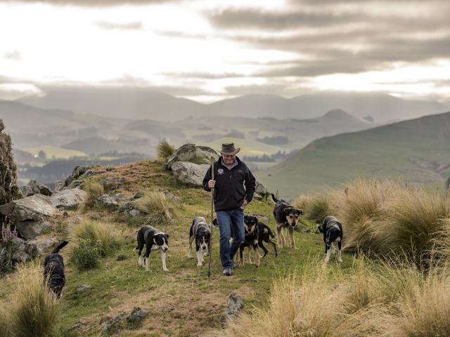 John Chittock and his dogs on Jeff Farm. Photos: Image Photography