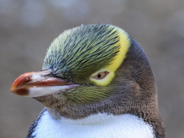 Avian all star — the hoiho. PHOTO: GETTY IMAGES