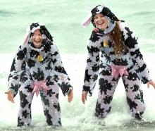 Dressed as cows Georgia Brown, 20, left, and Olivia Andrew, 21, splash in the surf. PHOTOS: PETER...