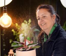 Residence on Blacks Road owner Sara Jackson-Falconer spritzes a Calathea Triostar (Stromanthe)...