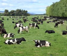 Cows graze on a paddock on the Taieri, near Dunedin. PHOTO: STEPHEN JAQUIERY