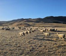 Hurunui farmers are facing an uncertain winter, with no significant rainfall since January. Photo...
