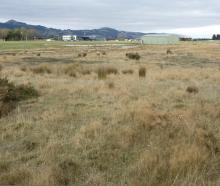 Contested land on the edge of the Taieri Aerodrome. PHOTO: ODT FILES
