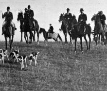 Horses and hounds on their way to an Otago Hunt Club meet. — Otago Witness, 26.8.1924 
