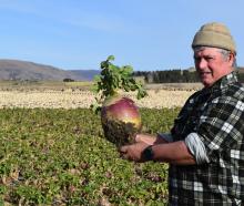 Burnbrae owner Tom Waldron displays a swede which helped win the supreme dryland prize in the...