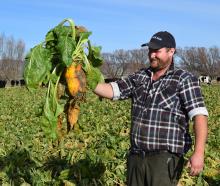 Craigneuk farm worker Tom Paton inspects a fodder beet from a paddock named the supreme winner of...
