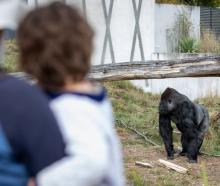 A gorilla at Orana Wildlife Park. Photo: RNZ/Nate McKinnon