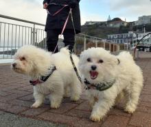 Dunedin resident Helen Bender walks her windswept maltipoo (Maltese toy poodle cross) 6-month-old...