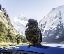 The kea deaths happened at popular waypoints on the Milford Road. Photo: Doc