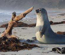 A juvenile elephant seal at Long Beach near Dunedin has charmed locals as it wrangled logs on the...