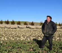 Sheep and beef farmer Scott Chittock and some of his mixed-age Romdale ewes he will offer at an...