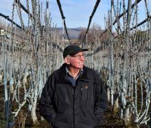 Cherry growing adviser Earnscy Weaver has installed an upright fruiting offshoot system in his...