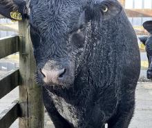 Angus bull Tangihau T608 sold for $115,000 to a partnership including Earnscleugh Station in...