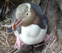 A hoiho, or yellow-eyed penguin. Photo: Barry Atkinson