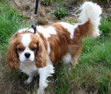 A Cavalier King Charles dog. Photo: Wikimedia Commons