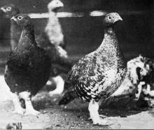 The first live grouse brought to New Zealand, donated by Lady Liverpool, to be liberated in...