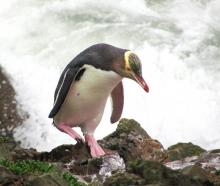 The hoiho (yellow-eyed penguin) is the bird of the year. File photo