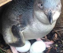 Kaikōura’s little penguins are in need of a helping hand. Photo: Supplied by Kaikōura Ocean...