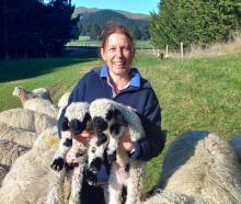 South Canterbury farmer Tracey Hurst and two of her Valais blacknose progeny. PHOTO: SALLY RAE