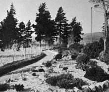 A new path curves through the veronica border of 130 varieties in the upper Dunedin Botanic...