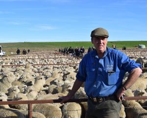 Lammermoor Station owner John Elliot, of Styx Valley, leans on a pen of nearly 200 of his...