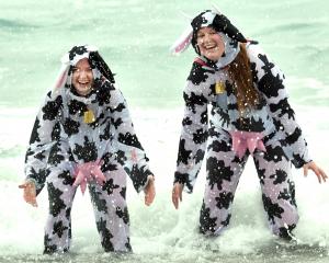 Dressed as cows Georgia Brown, 20, left, and Olivia Andrew, 21, splash in the surf. PHOTOS: PETER...