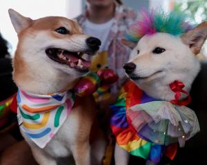 Dogs with rainbow-coloured costumes at an LGBTQ+ Pride parade in Bangkok after Thailand passed a...