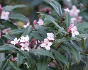 Evergreen Daphne bholua will grow to 5m.