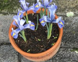 Stop and admire signs of spring, like reticulata irises. PHOTOS: GILLIAN VINE