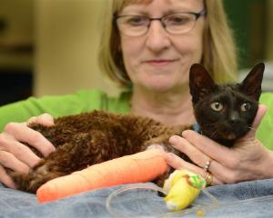 A heavily bandaged Mia, with her owner Boo Moore, after the cat got caught in a gin trap. Photo...