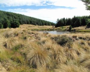 Avondale Forest, in Southland, slowly matures. Forestry is picked to be a gainer when gross...