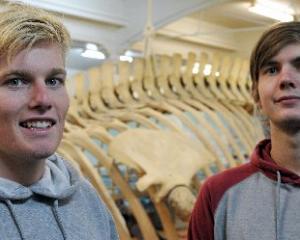 Blake Hornblow (left) and Zachary Penman view the fin whale skeleton at Otago Museum after...