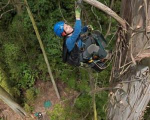 Botanist and Humboldt State University lecturer Marie Antoine climbs New Zealand's tallest tree...